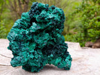Natural Large Silky Malachite Specimen x 1 From Kasompe, Congo