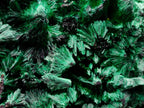 Natural Large Silky Malachite Specimen x 1 From Kasompe, Congo
