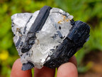 Natural Black Tourmaline Specimens in Quartz x 35 From Zambia