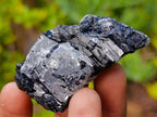 Natural Black Tourmaline Specimens in Quartz x 35 From Zambia