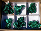 Natural Silky Malachite Specimens x 6 From Kasompe, Congo