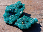 Natural Dioptase Specimens on Dolomite Matrix x 6 From Tantara Mine, Congo