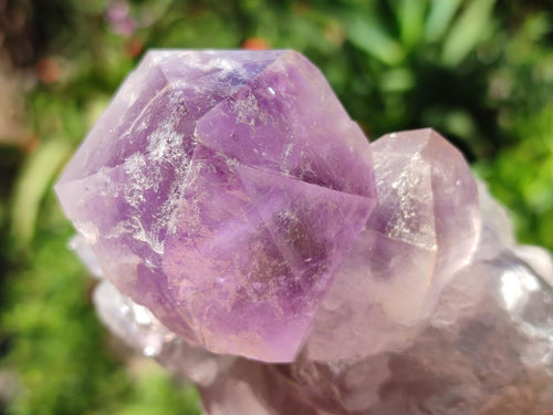 Natural Jacaranda Amethyst Crystals and Clusters x 8 From Zambia