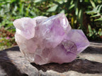 Natural Jacaranda Amethyst Crystals and Clusters x 8 From Zambia