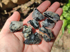 Natural Black Tourmaline Specimens in Quartz x 72 From Zambia