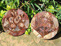Hand Made Red Podocarpus Petrified Wood Conglomerate Plaque x 2 From Mahajanga, Madagascar