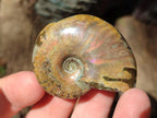 Polished Cleoniceras Red Ammolite Opalized Ammonite Fossils x 4 From Tulear, Madagascar