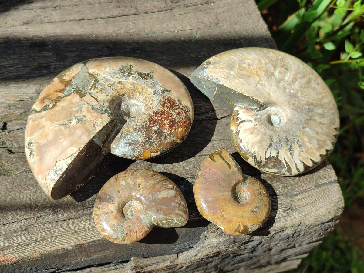 Polished Cleoniceras Red Ammolite Opalized Ammonite Fossils x 4 From Tulear, Madagascar