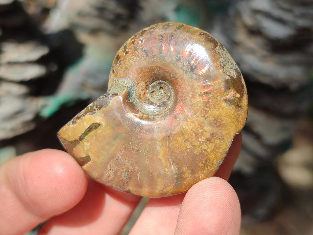 Polished Cleoniceras Red Ammolite Opalized Ammonite Fossils x 4 From Tulear, Madagascar