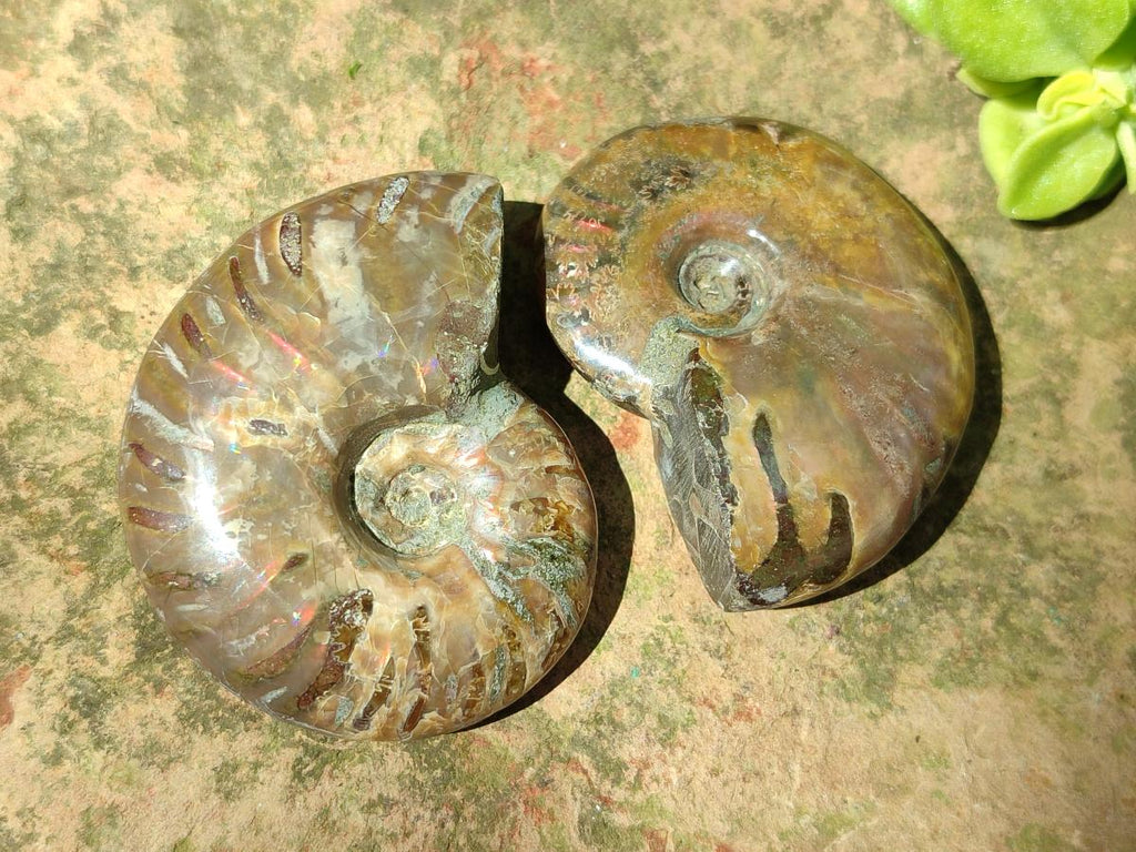 Polished Cleoniceras Red Ammolite Opalized Ammonite Fossils x 4 From Tulear, Madagascar