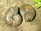 Polished Cleoniceras Red Ammolite Opalized Ammonite Fossils x 4 From Tulear, Madagascar