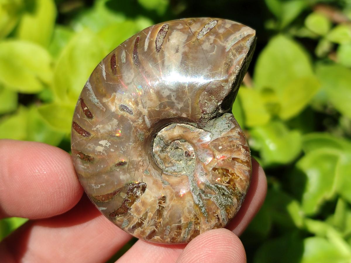 Polished Cleoniceras Red Ammolite Opalized Ammonite Fossils x 4 From Tulear, Madagascar