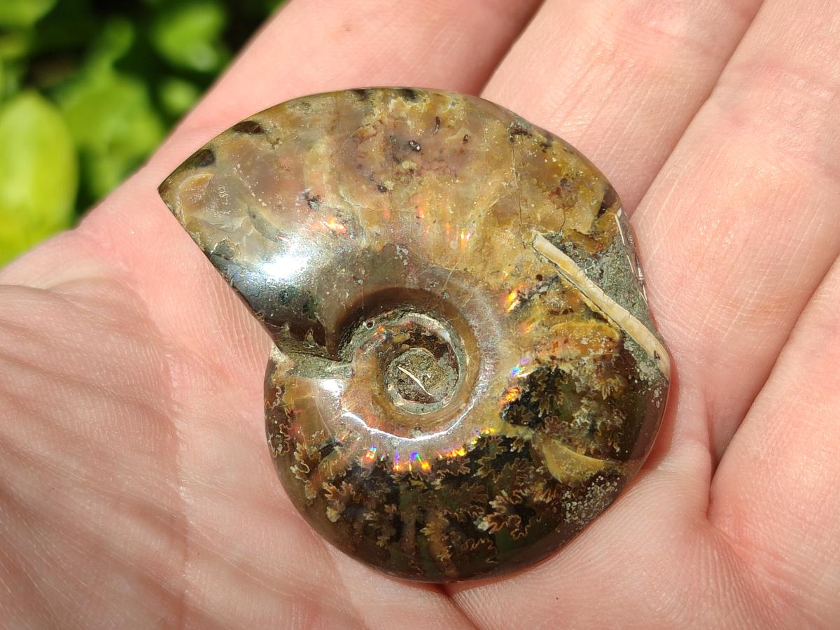 Polished Cleoniceras Red Ammolite Opalized Ammonite Fossils x 4 From Tulear, Madagascar