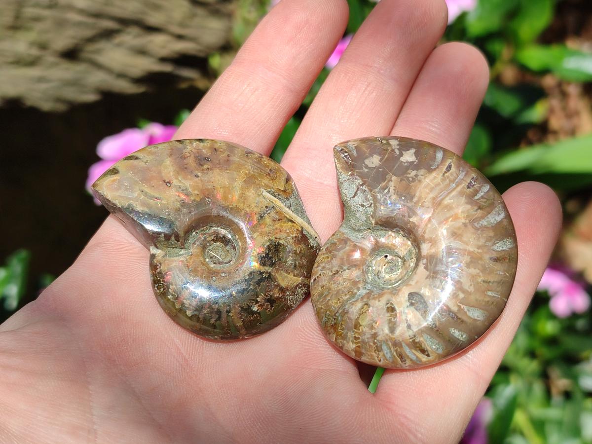 Polished Cleoniceras Red Ammolite Opalized Ammonite Fossils x 4 From Tulear, Madagascar