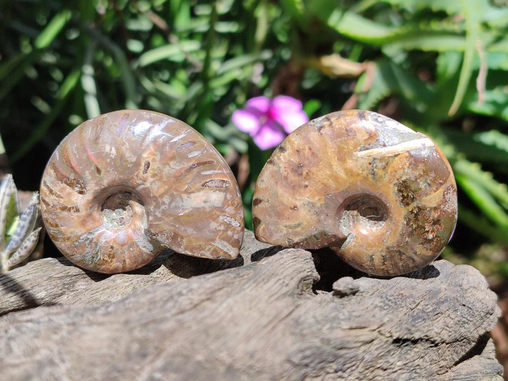 Polished Cleoniceras Red Ammolite Opalized Ammonite Fossils x 4 From Tulear, Madagascar