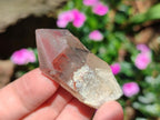 Natural Red Hematoid Quartz Crystals x 12 From Karoi, Zimbabwe