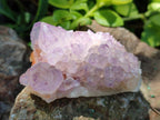 Natural Spirit Amethyst Crystals x 12 From Boekenhouthoek, South Africa