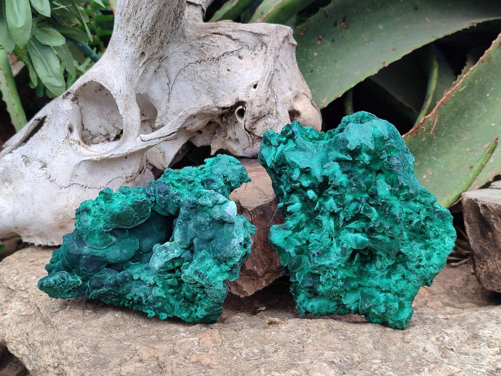 Natural Silky Malachite Specimens x 2 From Kasompe, Congo