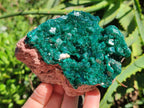 Natural Cabinet Size Dioptase Specimens on Dolomite Matrix x 2 From Tantara Mine, Congo