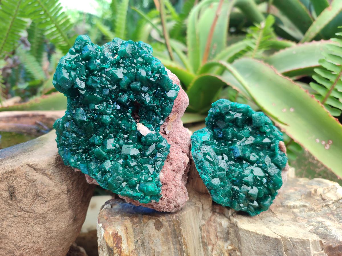 Natural Cabinet Size Dioptase Specimens on Dolomite Matrix x 2 From Tantara Mine, Congo
