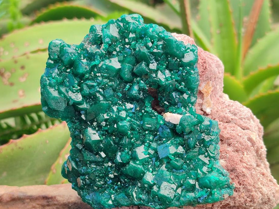 Natural Cabinet Size Dioptase Specimens on Dolomite Matrix x 2 From Tantara Mine, Congo