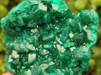 Natural Cabinet Size Dioptase Specimens on Dolomite Matrix x 2 From Tantara Mine, Congo