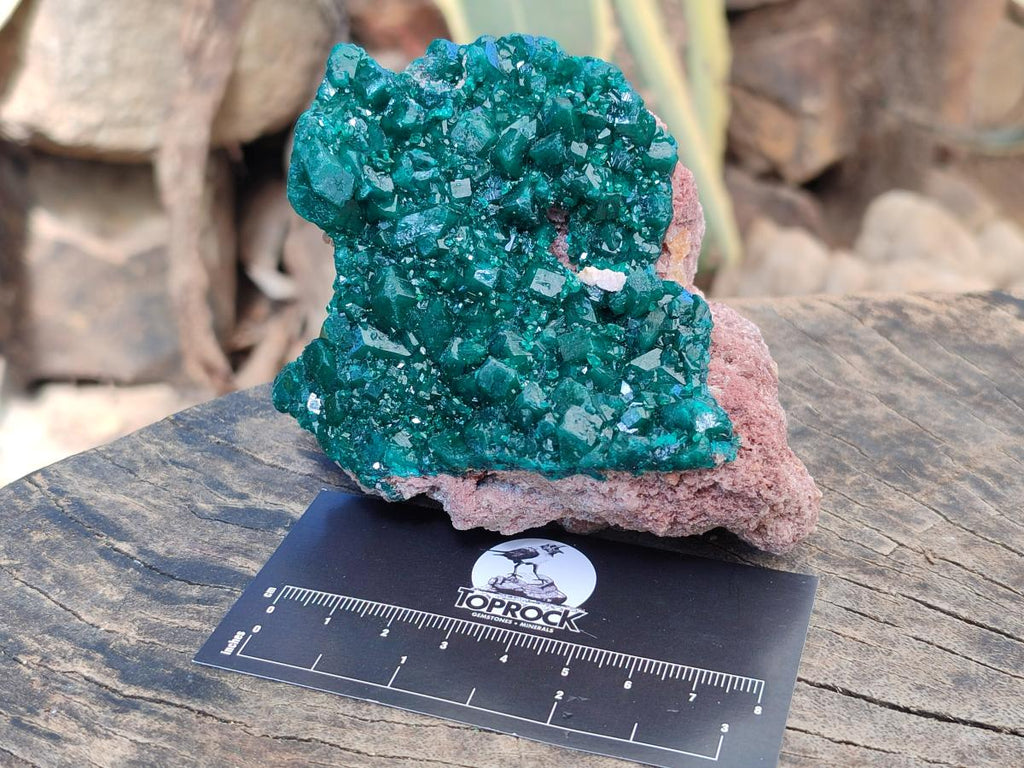 Natural Cabinet Size Dioptase Specimens on Dolomite Matrix x 2 From Tantara Mine, Congo