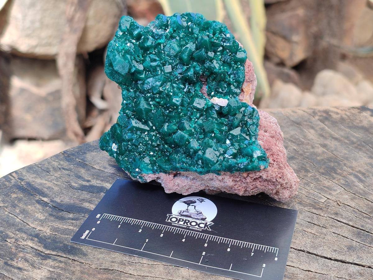 Natural Cabinet Size Dioptase Specimens on Dolomite Matrix x 2 From Tantara Mine, Congo