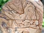 Polished Picture Stone Jasper Display Crystals x 2 From Ais-Ais, Namibia