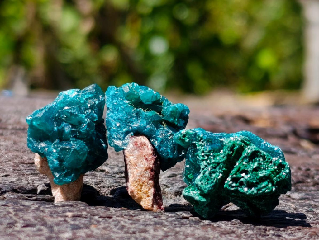 Natural Mini Dioptase Specimens on Dolomite Matrix x 72 From Tantara Mine, Congo