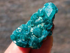 Natural Mini Dioptase Specimens on Dolomite Matrix x 72 From Tantara Mine, Congo