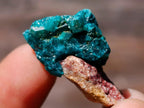 Natural Mini Dioptase Specimens on Dolomite Matrix x 72 From Tantara Mine, Congo