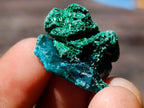 Natural Mini Dioptase Specimens on Dolomite Matrix x 72 From Tantara Mine, Congo