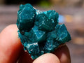 Natural Mini Dioptase Specimens on Dolomite Matrix x 72 From Tantara Mine, Congo