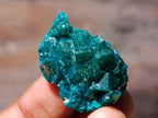 Natural Mini Dioptase Specimens on Dolomite Matrix x 72 From Tantara Mine, Congo