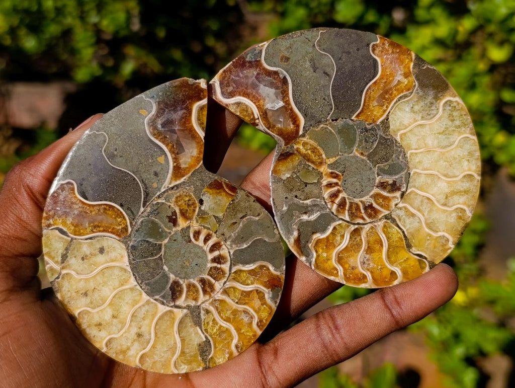 Polished Cleoniceras Ammonite Fossil Pairs x 4 From Tulear, Madagascar