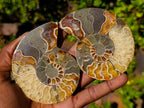 Polished Cleoniceras Ammonite Fossil Pairs x 4 From Tulear, Madagascar