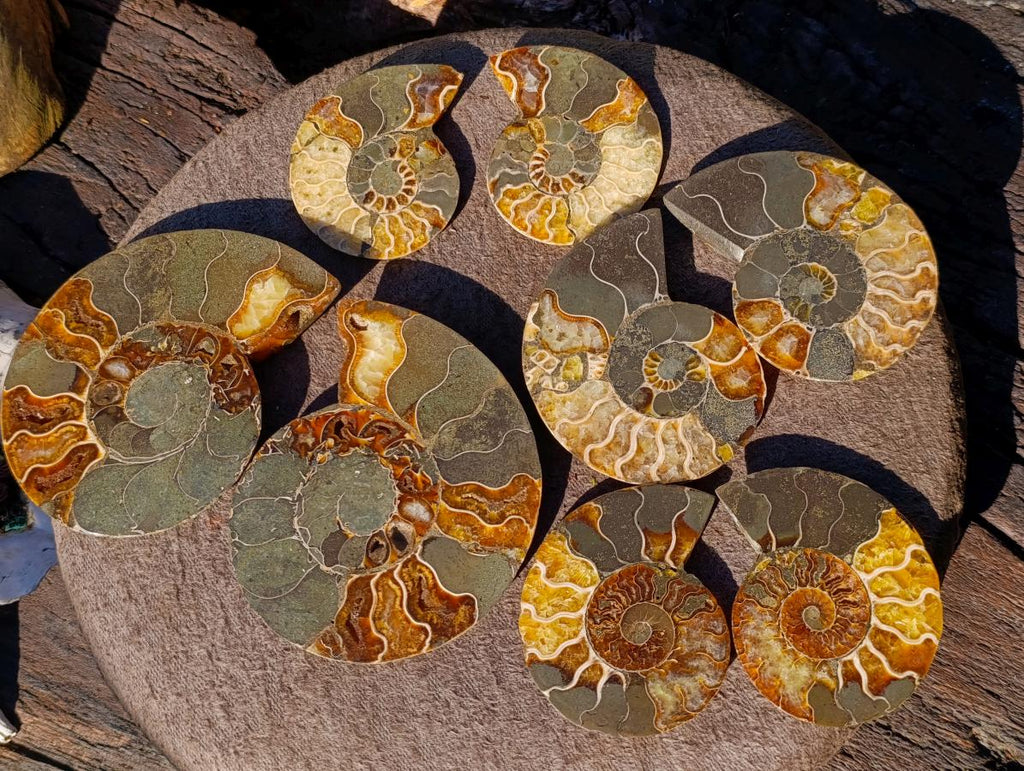 Polished Cleoniceras Ammonite Fossil Pairs x 4 From Tulear, Madagascar