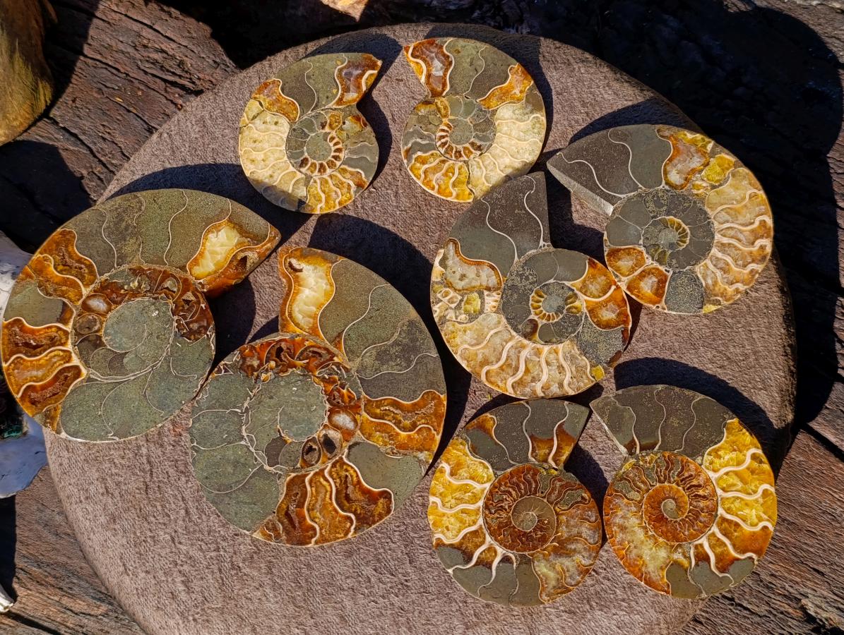 Polished Cleoniceras Ammonite Fossil Pairs x 4 From Tulear, Madagascar