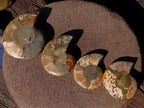 Polished Cleoniceras Ammonite Fossil Pairs x 4 From Tulear, Madagascar