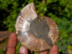 Polished Cleoniceras Ammonite Fossil Pairs x 4 From Tulear, Madagascar