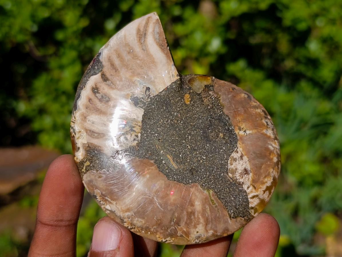 Polished Cleoniceras Ammonite Fossil Pairs x 4 From Tulear, Madagascar