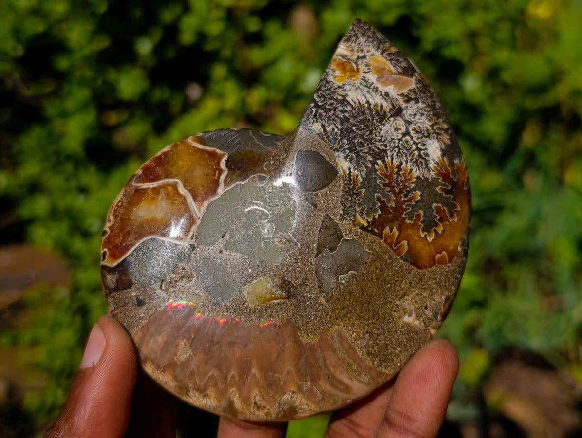 Polished Cleoniceras Ammonite Fossil Pairs x 4 From Tulear, Madagascar