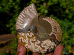 Polished Cleoniceras Ammonite Fossil Pairs x 4 From Tulear, Madagascar