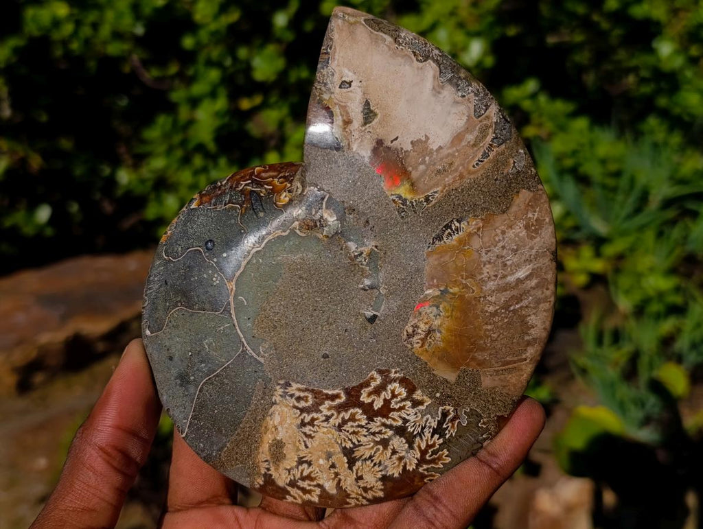 Polished Cleoniceras Ammonite Fossil Pairs x 4 From Tulear, Madagascar