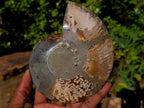 Polished Cleoniceras Ammonite Fossil Pairs x 4 From Tulear, Madagascar