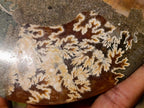 Polished Cleoniceras Ammonite Fossil Pairs x 4 From Tulear, Madagascar