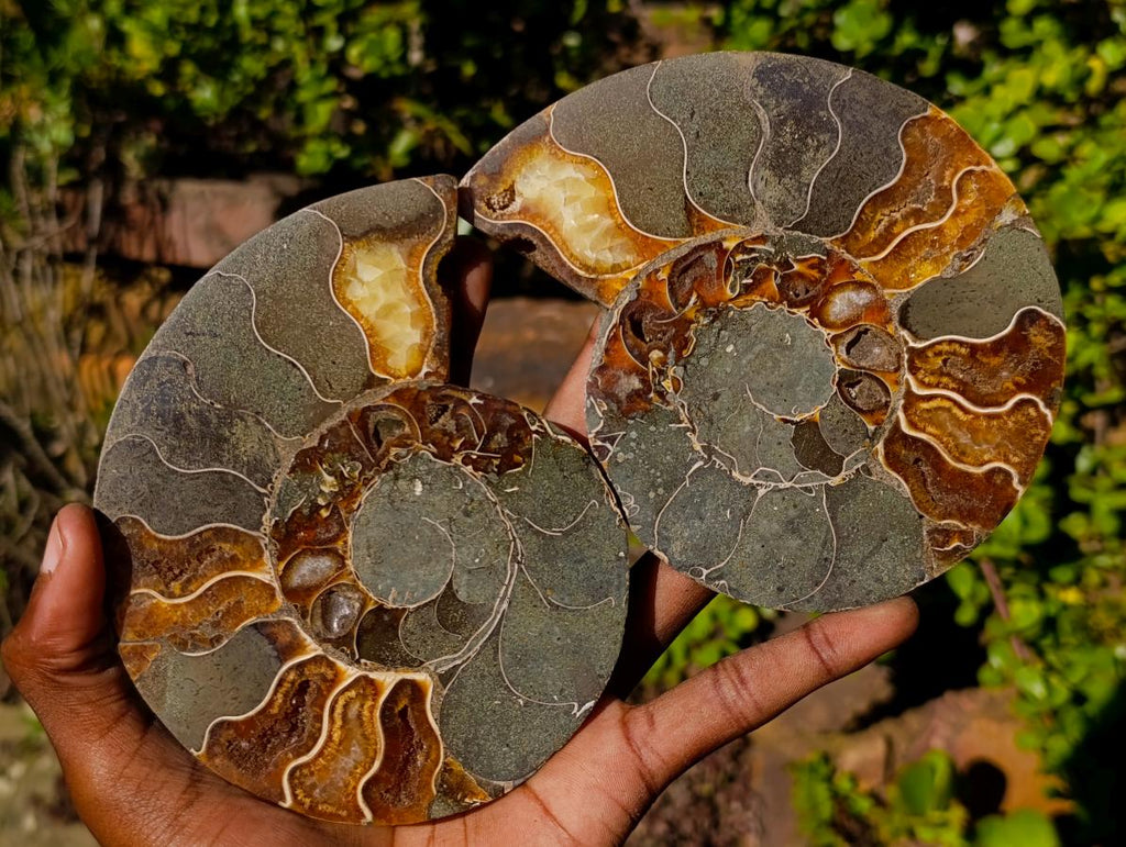 Polished Cleoniceras Ammonite Fossil Pairs x 4 From Tulear, Madagascar
