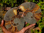 Polished Cleoniceras Ammonite Fossil Pairs x 4 From Tulear, Madagascar