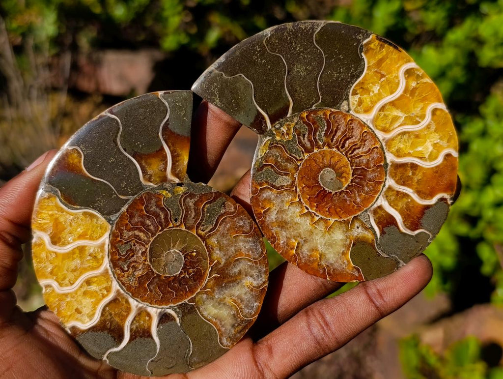 Polished Cleoniceras Ammonite Fossil Pairs x 4 From Tulear, Madagascar